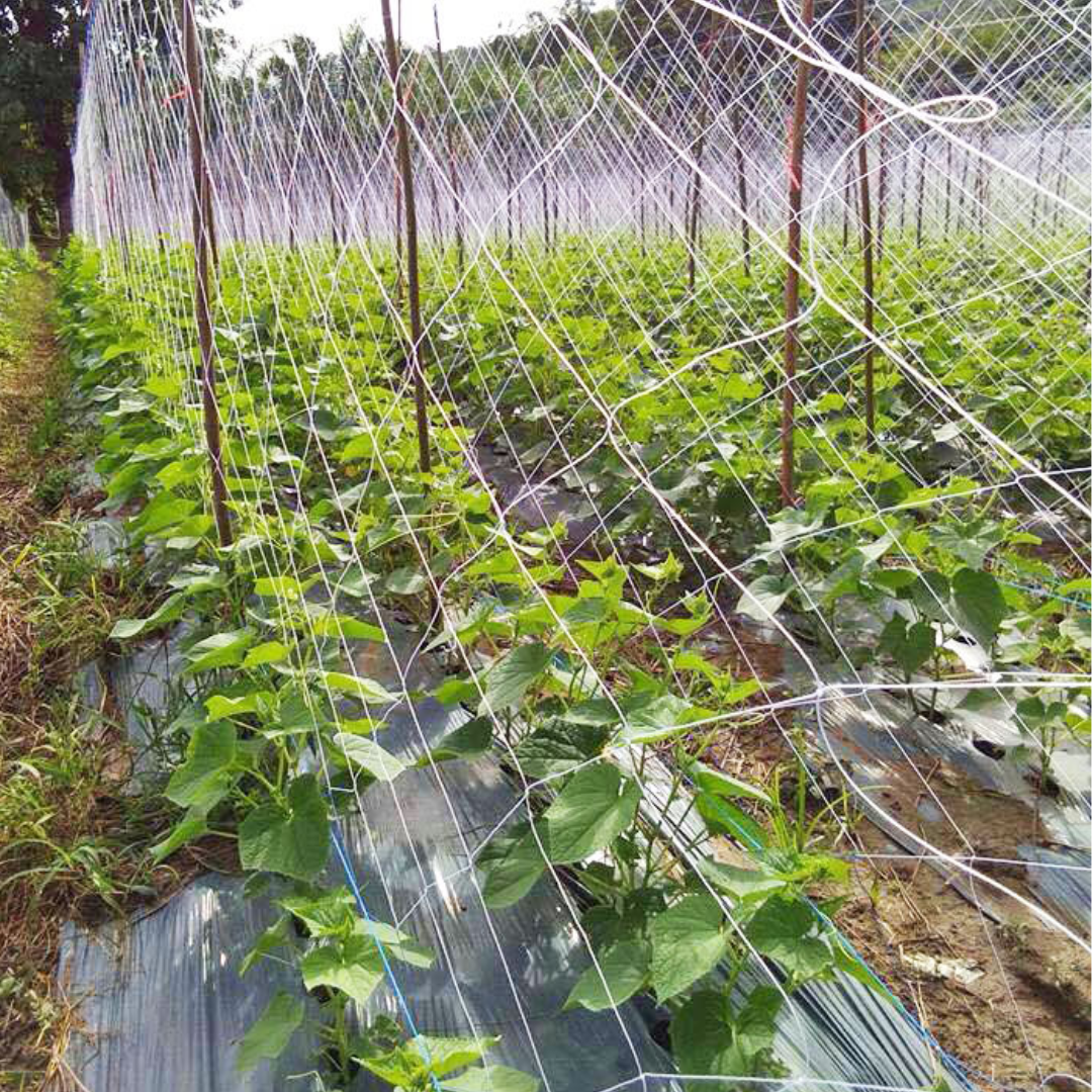 Trellis Net