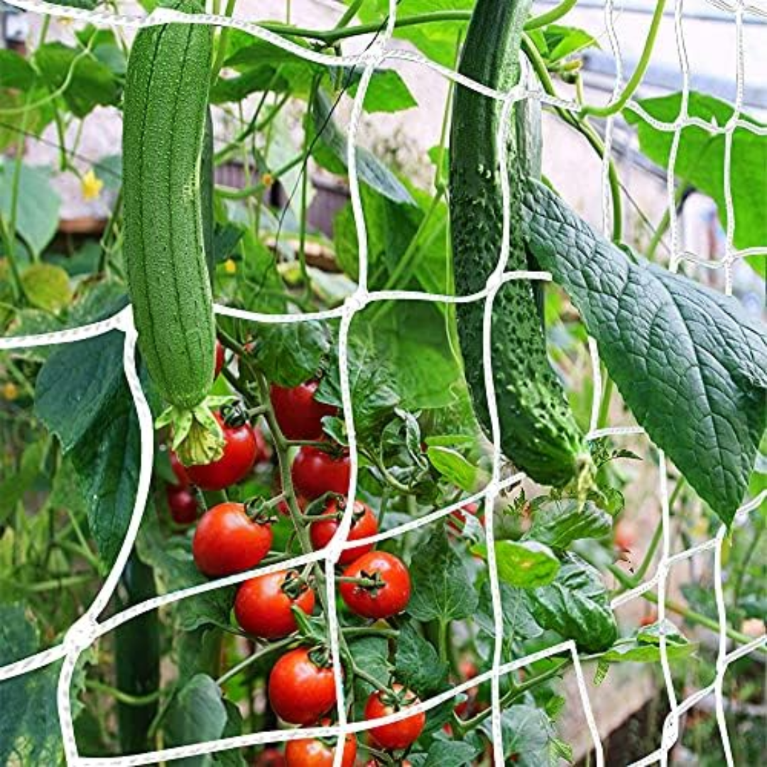 Trellis Net