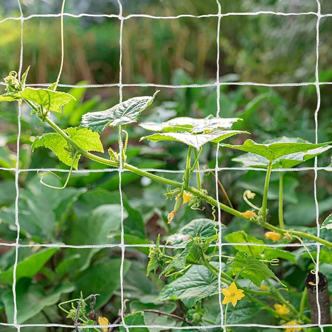 Trellis Net