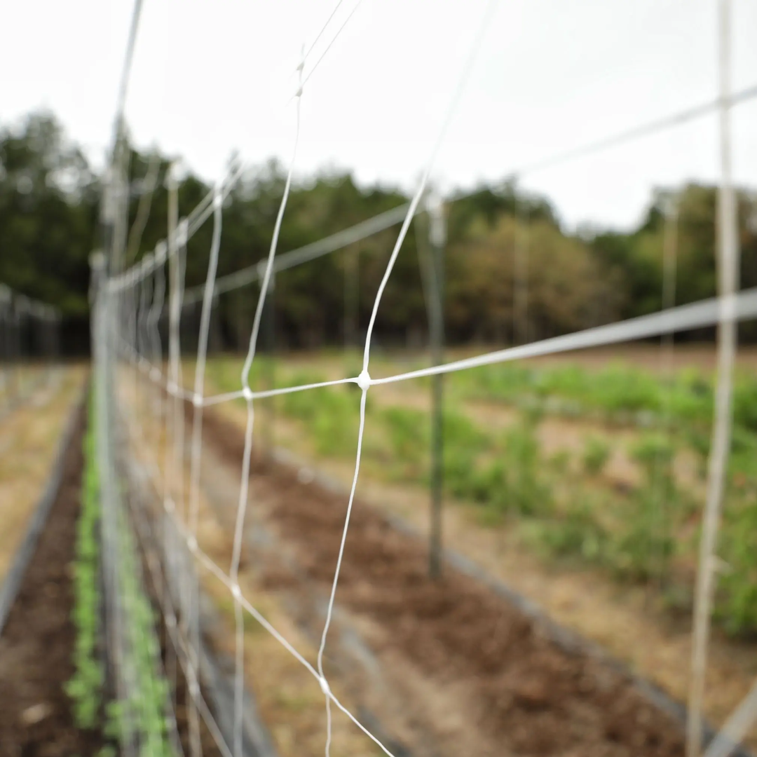 Trellis Net