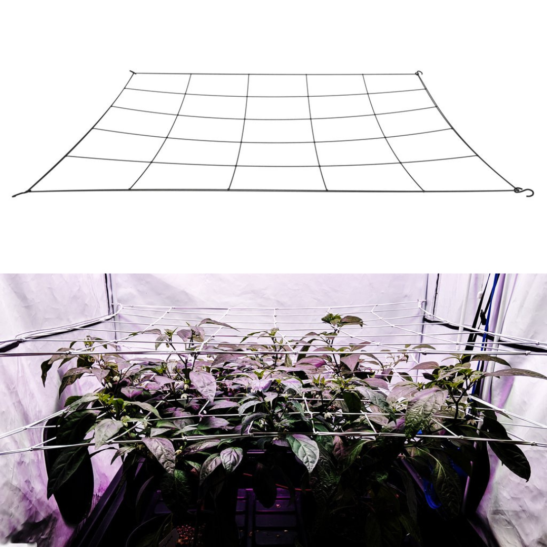 Plant Stress Training