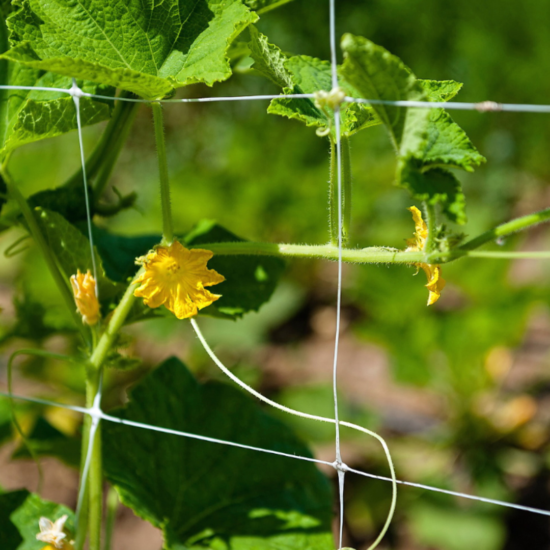 Trellis Net