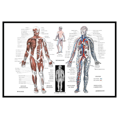 MOODMATS | HUMAN ANATOMY