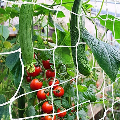Trellis Net