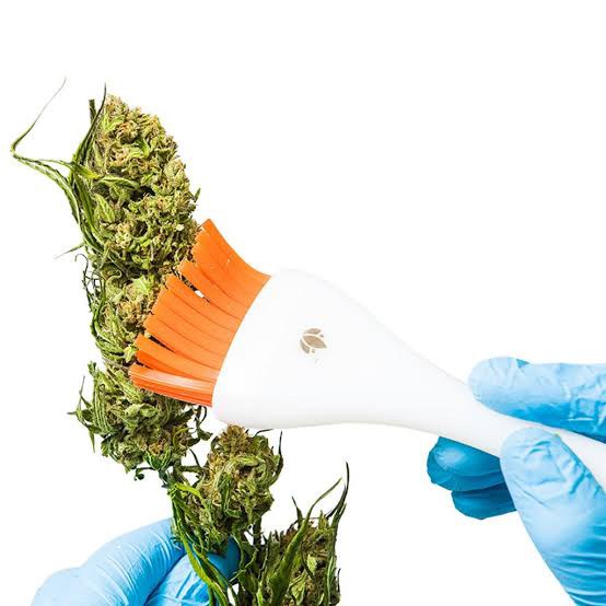 Canna Brush - Trimming Brush