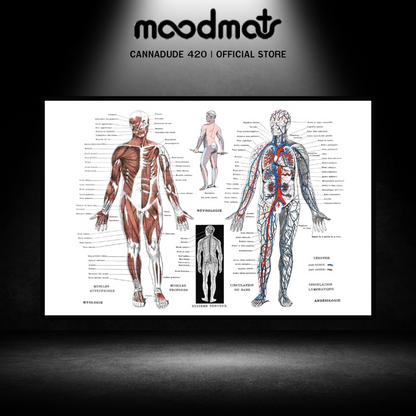 MOODMATS | HUMAN ANATOMY